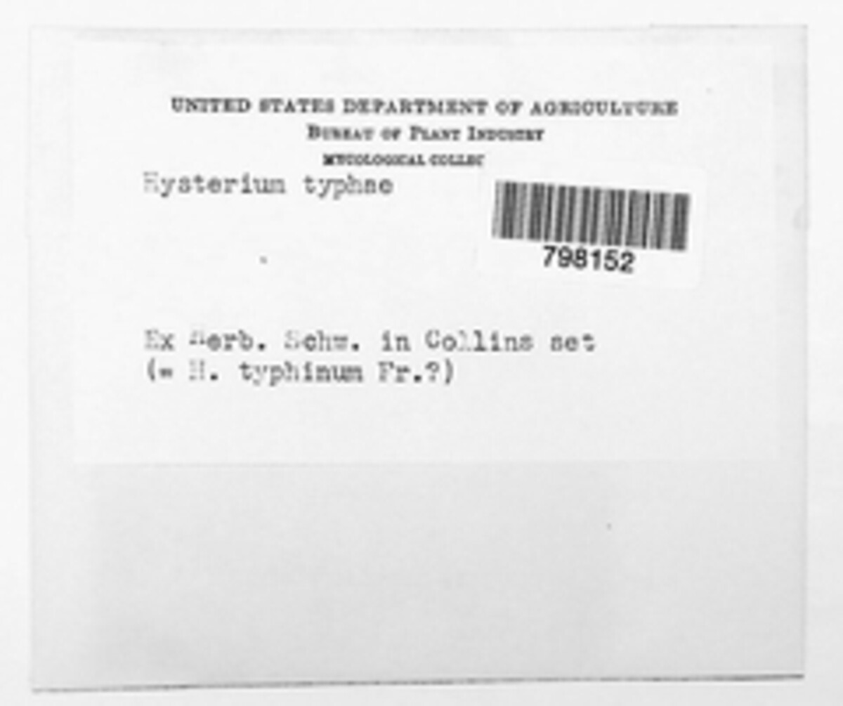 Hysterium typhae image